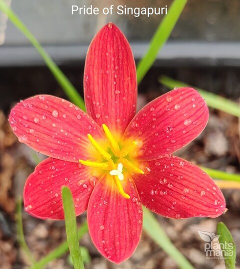 Rain Lily