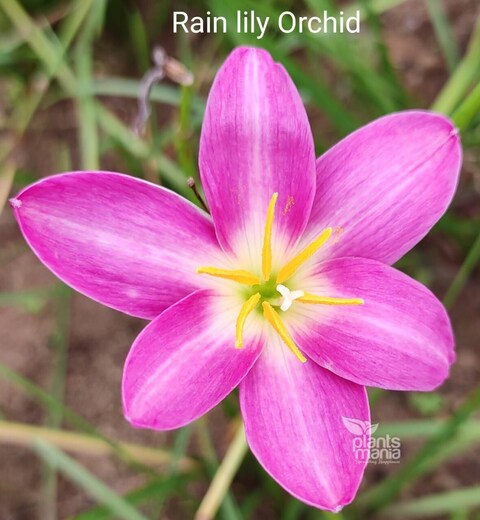 Water Lily