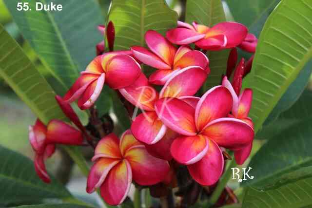 Cactus & Plumeria